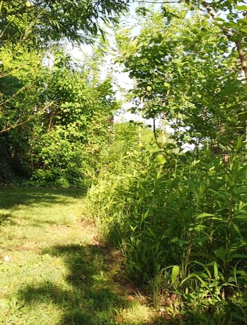 Jorg Breuning Roof Forest